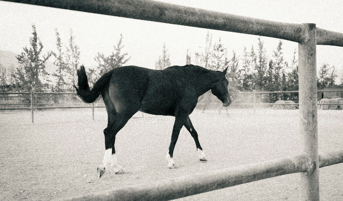A dark horse walks in a fenced enclosure.